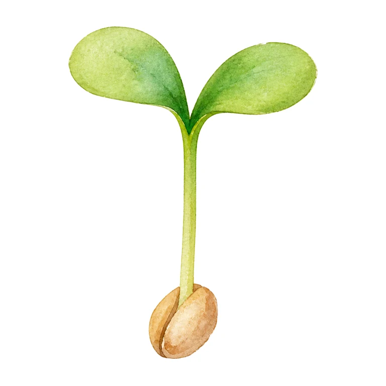 Seedling