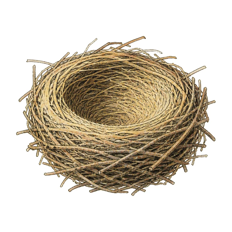 Bird's nest