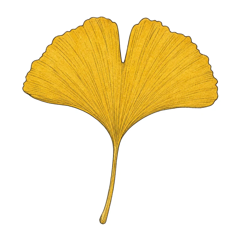 Yellow ginkgo leaf
