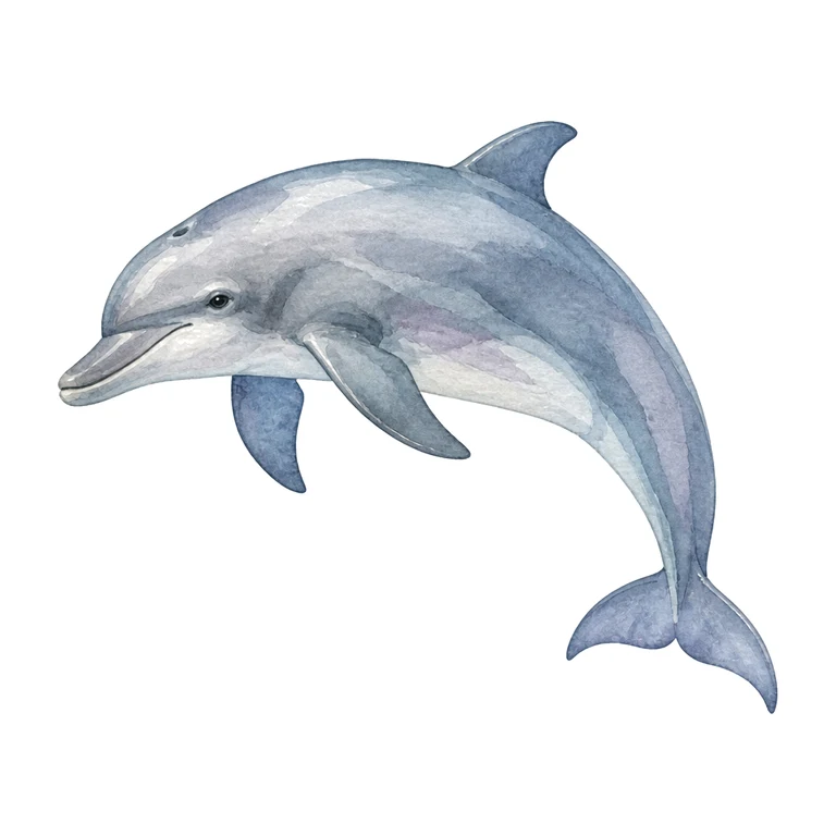 Dolphin sighting