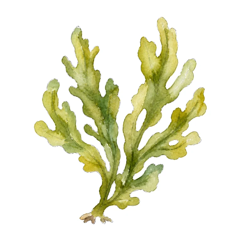 Seaweed