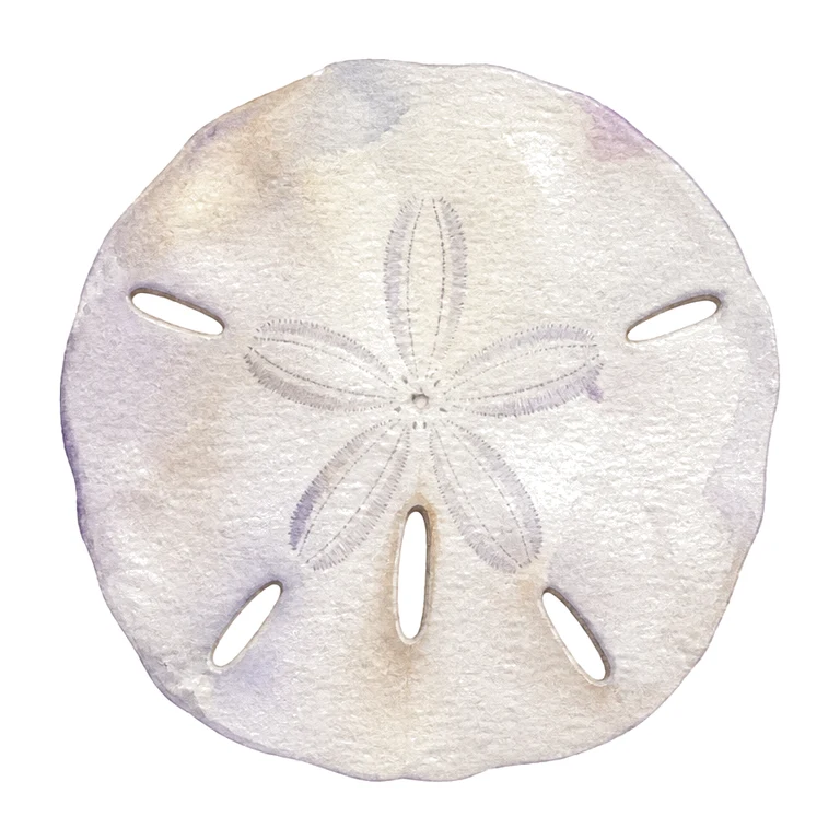 Sand dollar